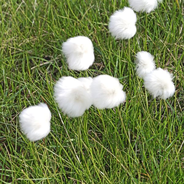 Eriophorum scheuchzeri arcticum Svalbard Isfjorden 2014 2 RE a